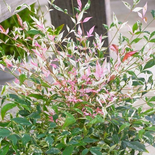 Nandina 'Twilight'