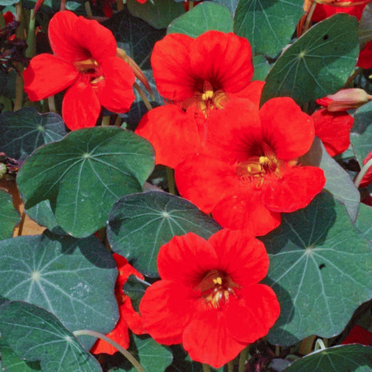 Nasturtium Empress of India Bedding Plants