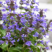 Nepeta 'Neptune'