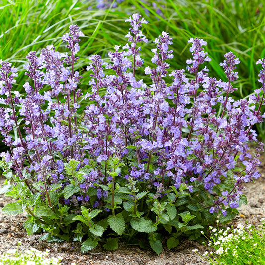 Nepeta 'Purrsian Blue'