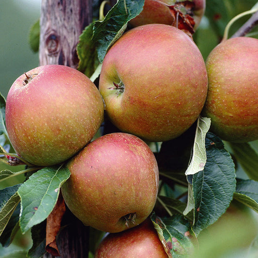 Apple 'Cox's Orange Pippin' Patio Tree