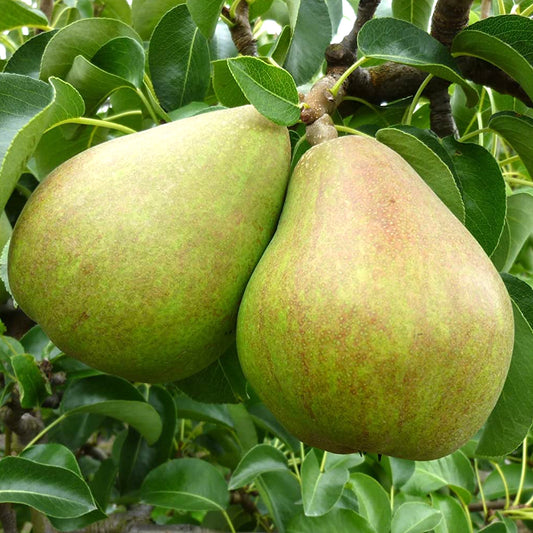 Pear 'Doyenné du Comice' Patio Tree