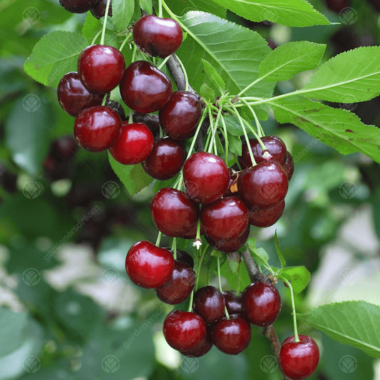 Cherry 'Morello' Patio Tree