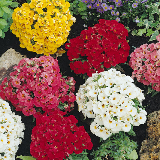 Nicotiana F1 Cuba Mixed Bedding Plants