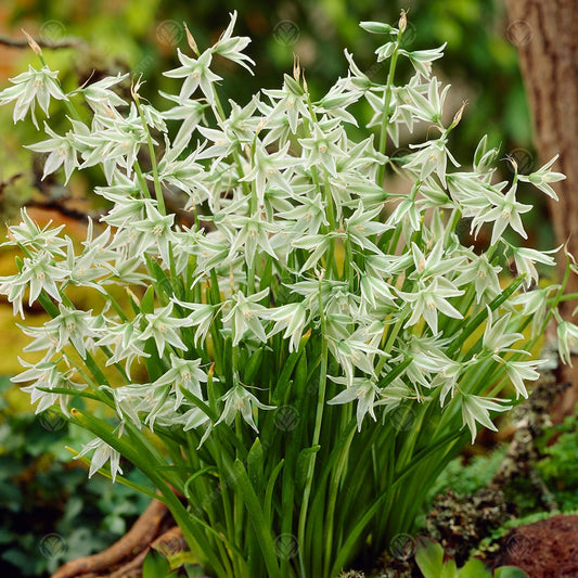 Ornithogalum nutans