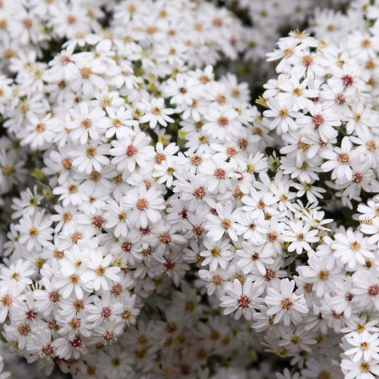 Olearia 'Spring Bling'