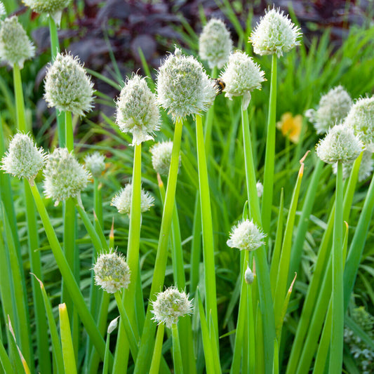 Onion Welsh