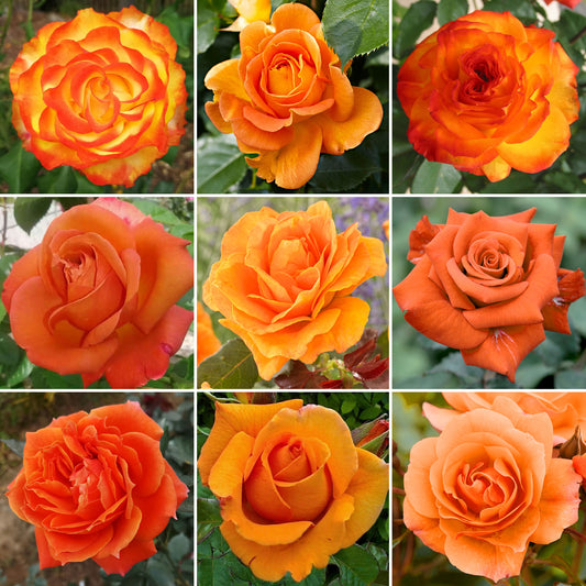 Orange Rose