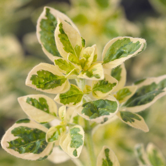 Oregano 'Country Cream'