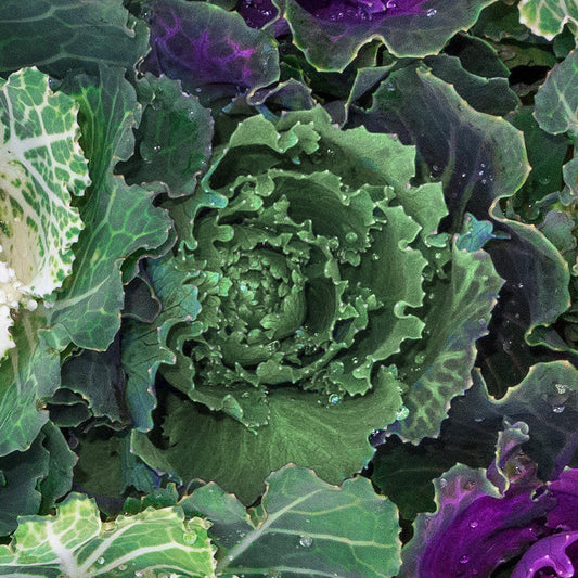 Green Ornamental Brassica