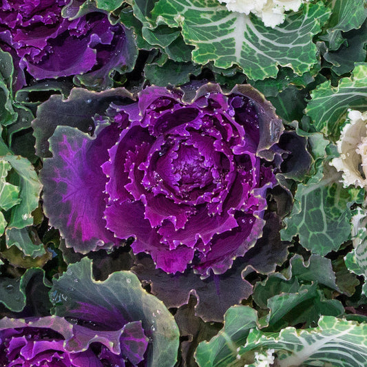 Purple Ornamental Brassica