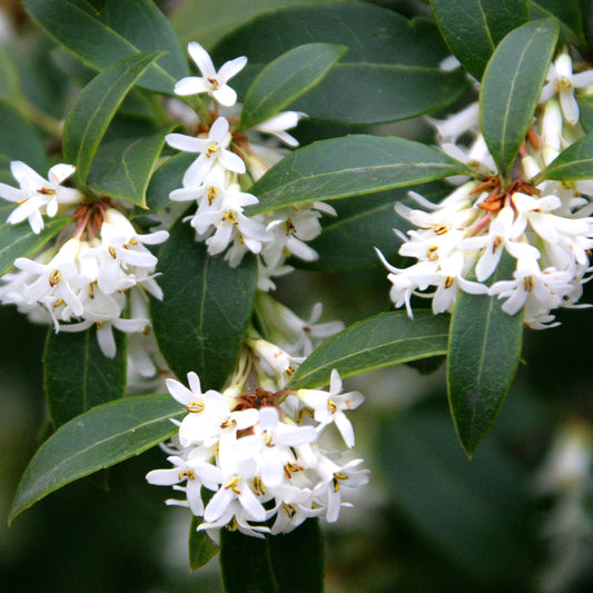 Osmanthus delavayi