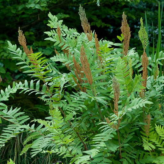 Osmunda 'Purpurascens'