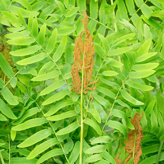 Osmunda regalis