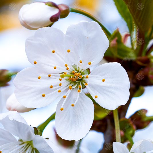 Prunus 'Tai-haku'