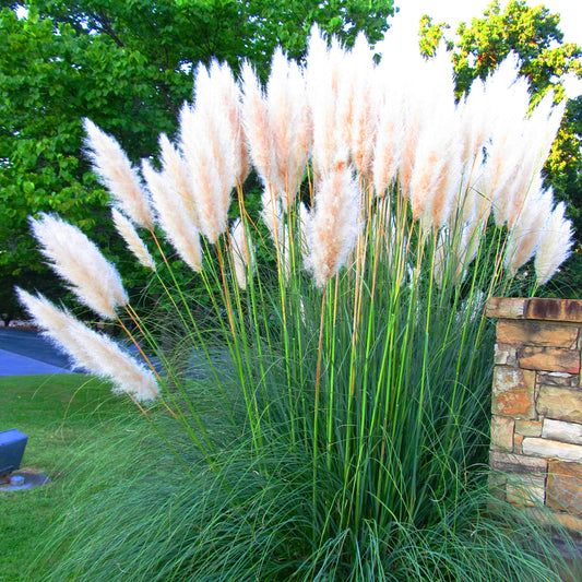 Cortaderia selloana 'Alba'