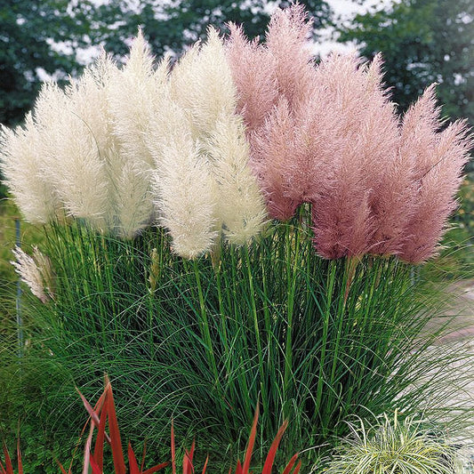 Cortaderia selloana 'White and Pink'