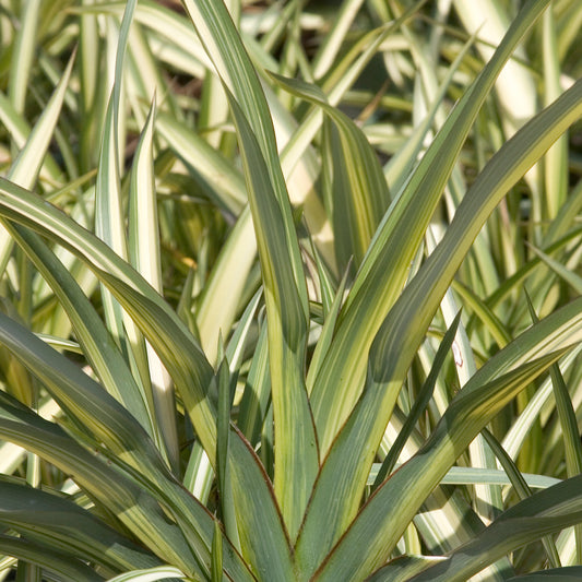 Phormium 'Cream Delight'