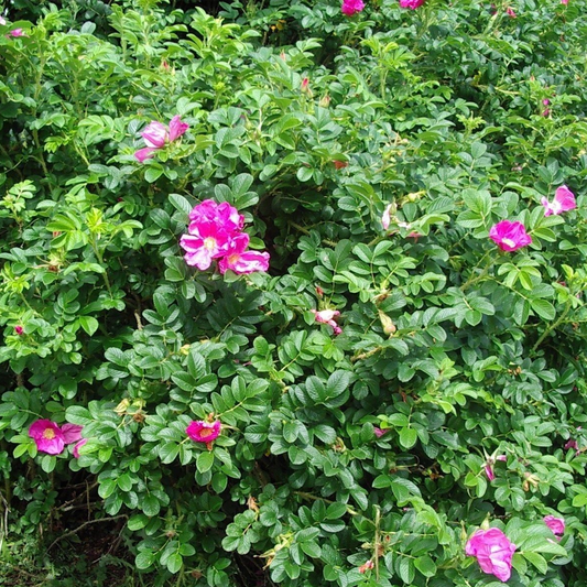 Pink Ramanus Rose Bare Root Hedge