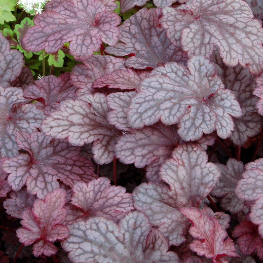 Heuchera 'Plum Pudding'