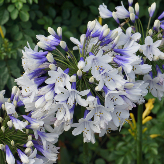 Agapanthus 'Twister'