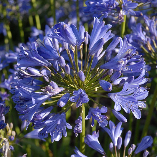 Agapanthus 'Seastorm'