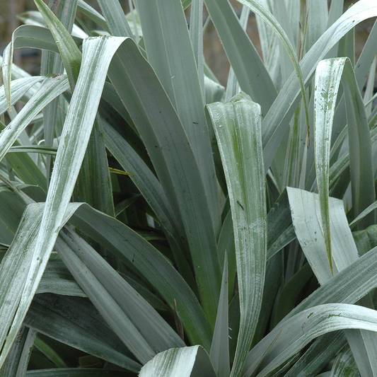 Astelia 'Silver Shadow'