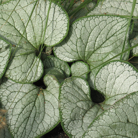 Brunnera 'Silver Heart'