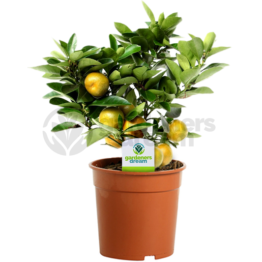 Citrus 'Calamondin'