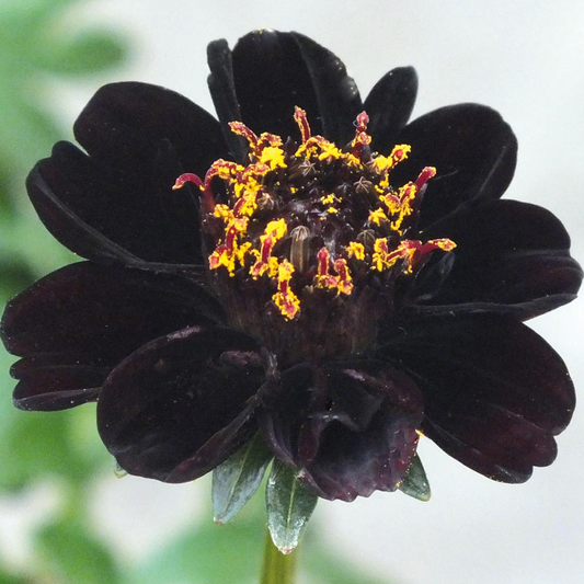 Cosmos 'Eclipse'