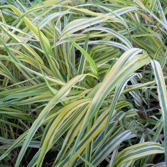 Hakonechloa 'Aureola'