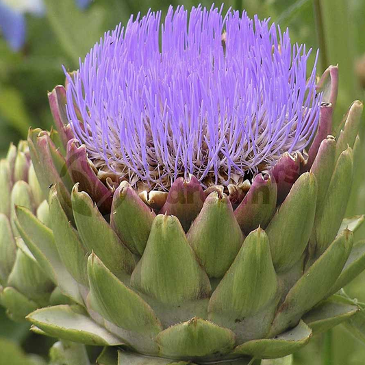 Globe Artichoke