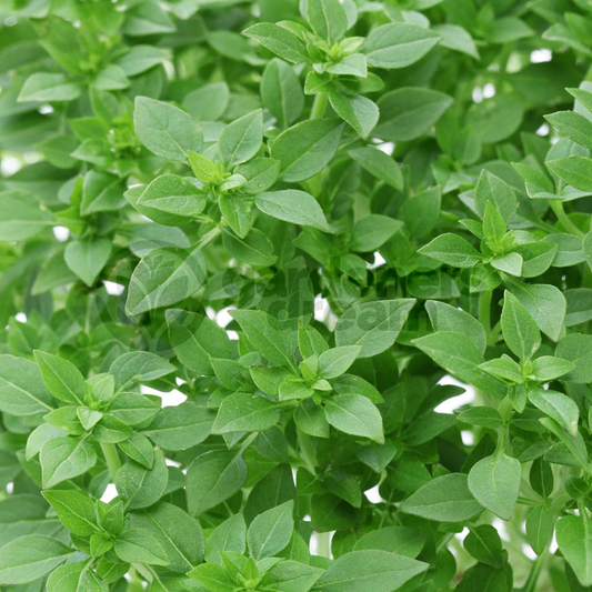 Basil Bush