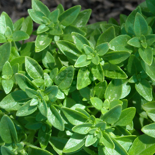 Basil Greek