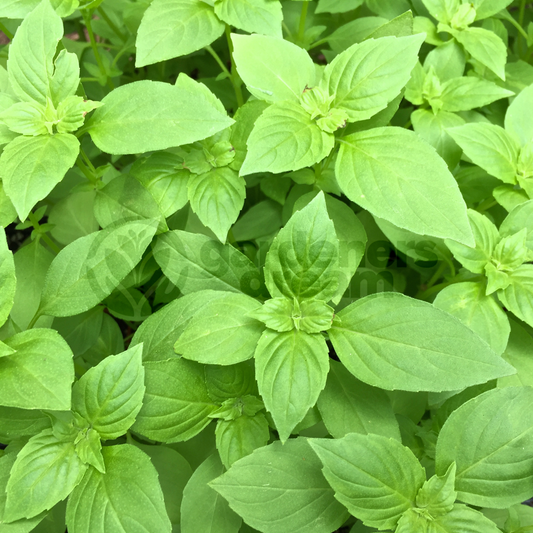 Basil Lemon