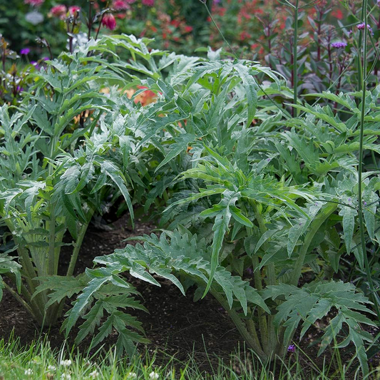 Common Cardoon