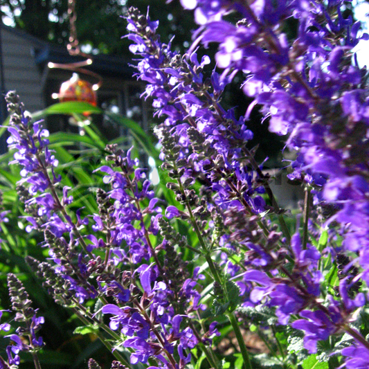 Catmint Common