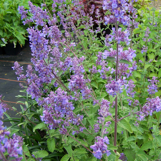 Catmint 'Six Hills Giant'