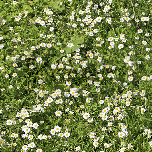 Chamomile Lawn