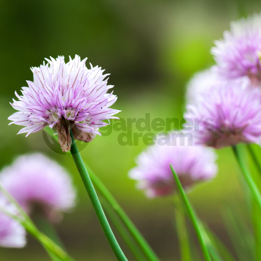 Chives Common