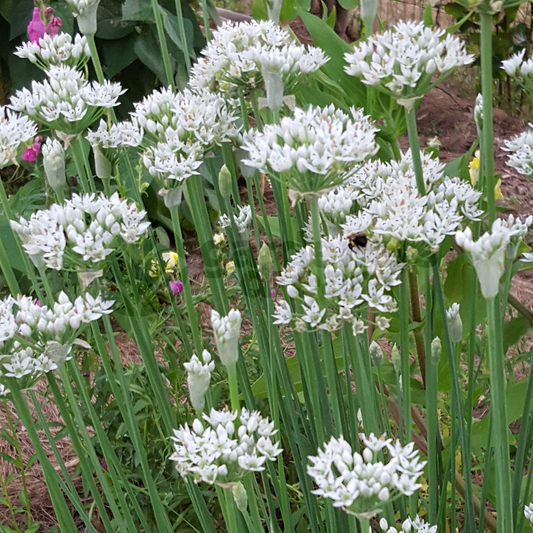 Chives Garlic