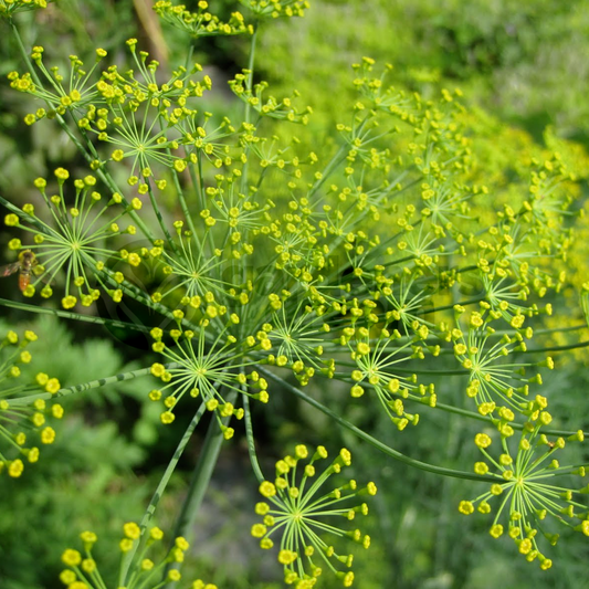 Dill Common