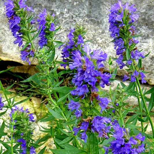 Hyssop Blue