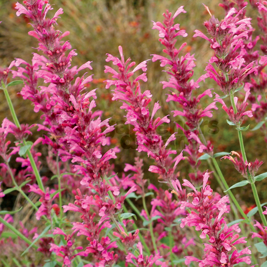 Hyssop Pink