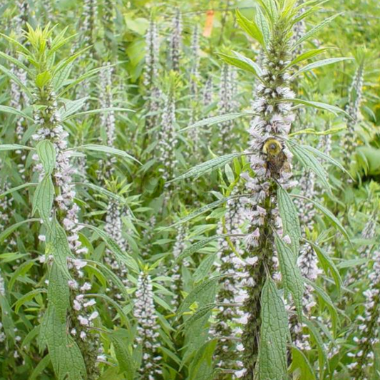 Hyssop White