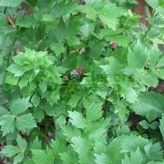 Lovage Common