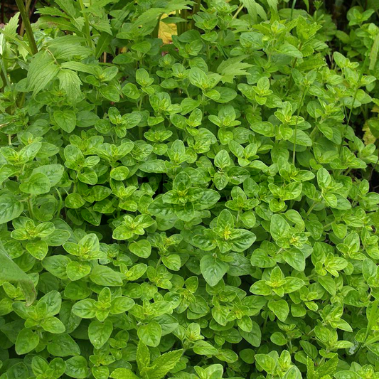 Marjoram Compact