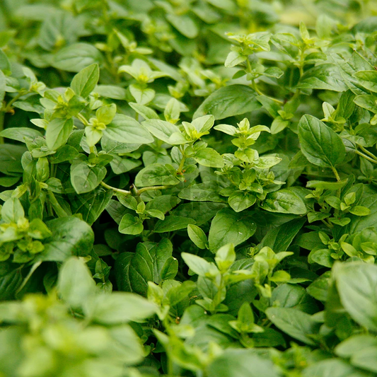 Marjoram French