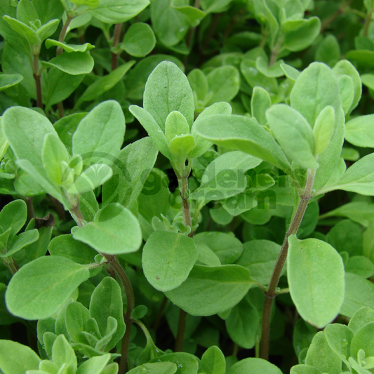 Marjoram Pot