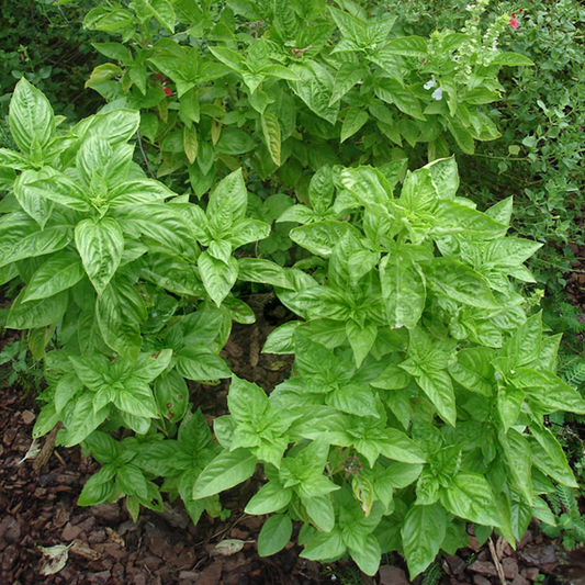 Mint Basil